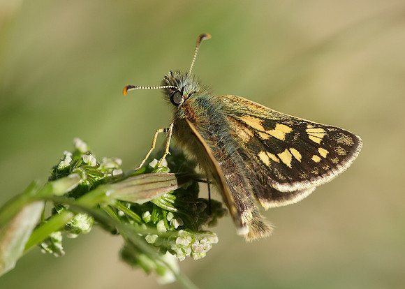 Chequered Skipper Carterocephalus palaemon
