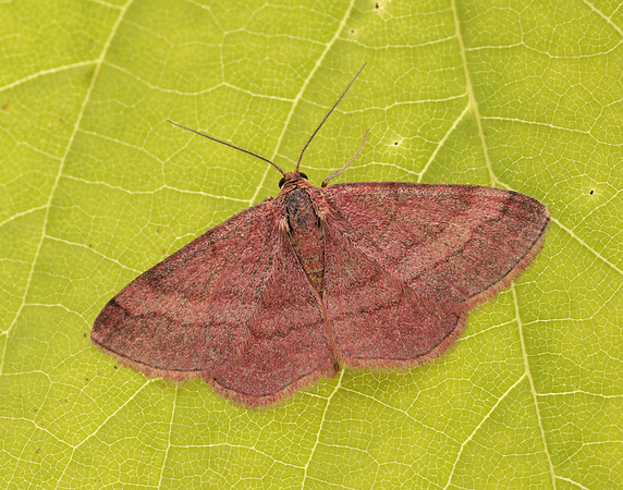70.022 BF1688 Tawny Wave Scopula rubiginata