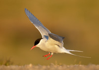 Arctic Tern Sterna paradisaea