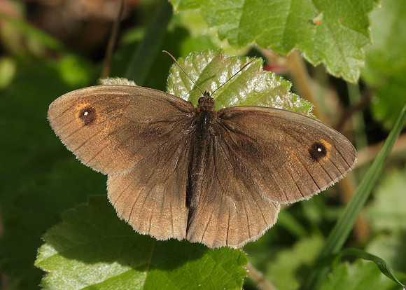 Meadow Brown Maniola jurtina