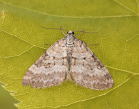 70.137 BF1807 Grass Rivulet Perizoma albulata