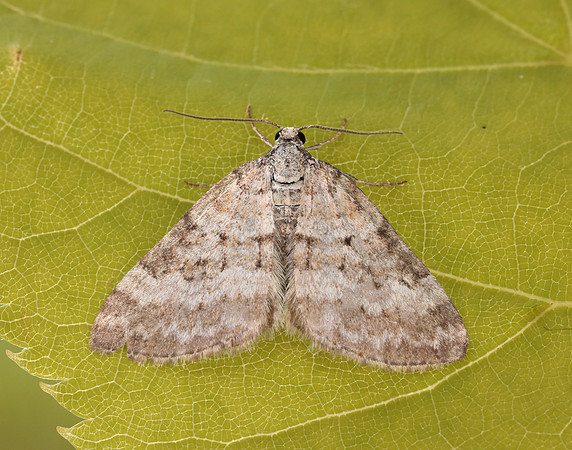 70.137 BF1807 Grass Rivulet Perizoma albulata