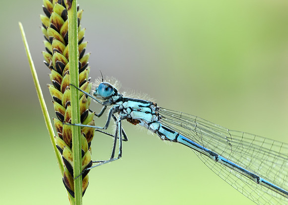 Variable Damselfly Coenagrion pulchellum