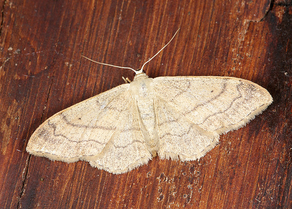 70.016 BF1713 Riband Wave Idaea aversata