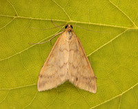 63.015 BF1371 Sitochroa verticalis