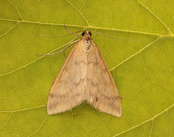 63.015 BF1371 Sitochroa verticalis