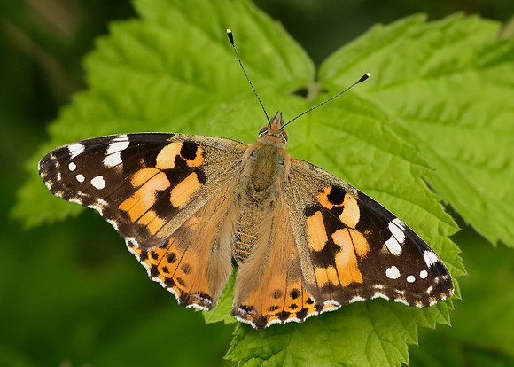 Painted Lady Vanessa cardui