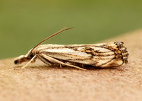 63.102 BF1316 Catoptria falsella