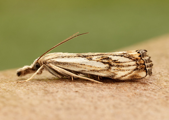 63.102 BF1316 Catoptria falsella