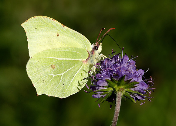Brimstone Gonepteryx rhamni