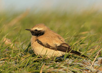 Desert Wheatear Oenanthe deserti