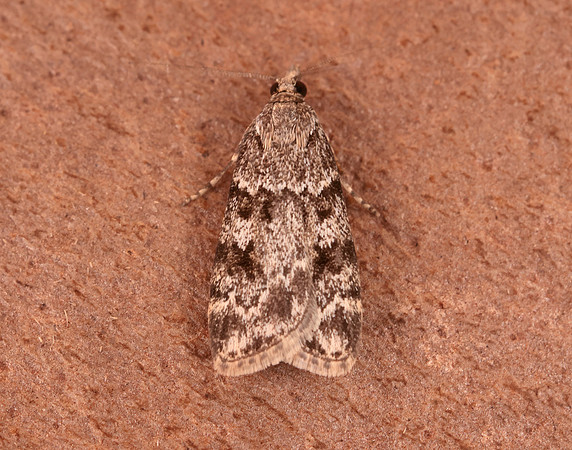 63.066 BF1333 Scoparia pyralella