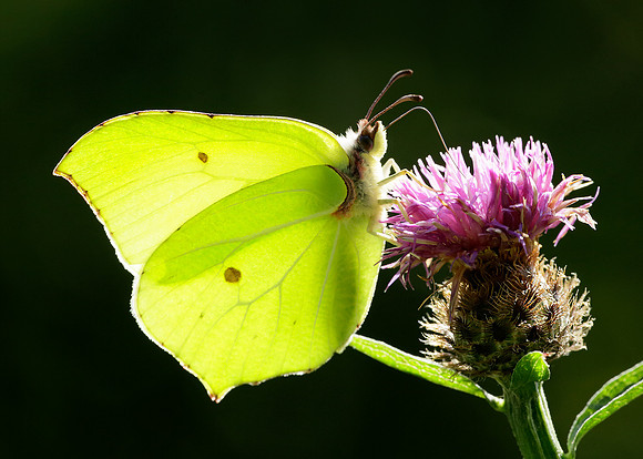 Brimstone Gonepteryx rhamni