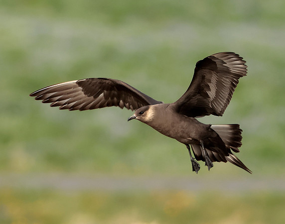 Arctic Skua Stercorarius parasiticus