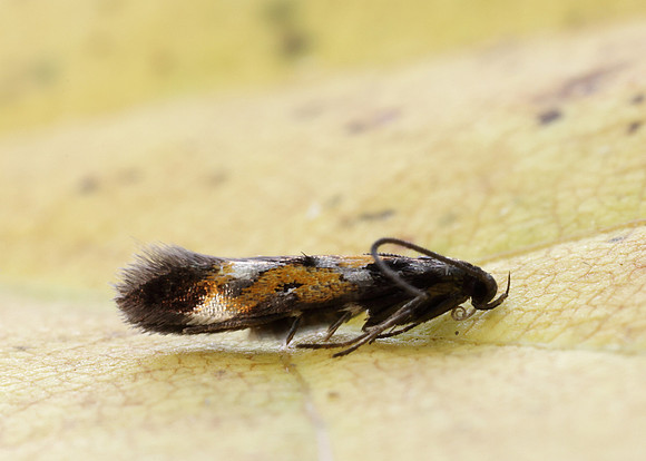 40.013 BF882 Mompha locupletella