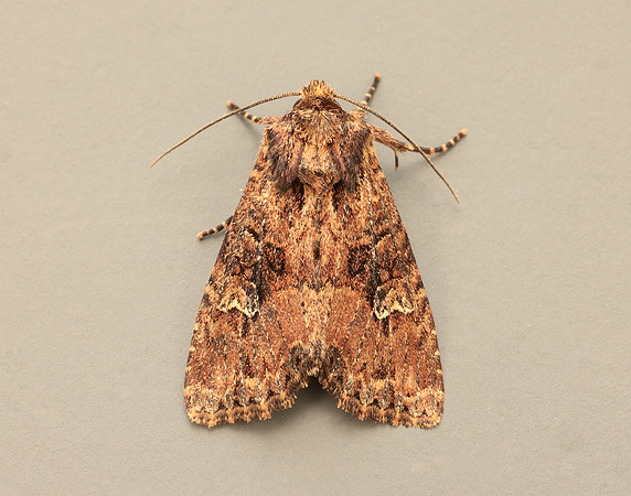 73.159 BF2331 Small Clouded Brindle Apamea unanimi