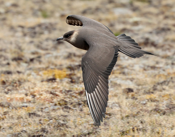 Arctic Skua Stercorarius parasiticus
