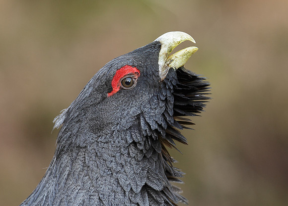 Capercaillie Tetrao urogallus