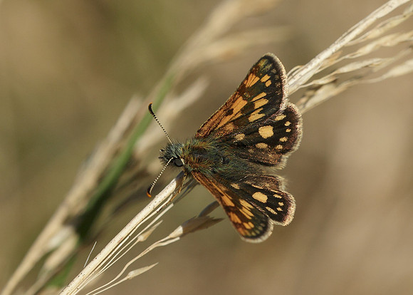 Chequered Skipper Carterocephalus palaemon