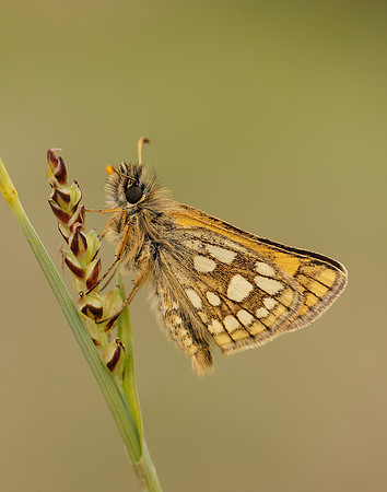 Chequered Skipper Carterocephalus palaemon