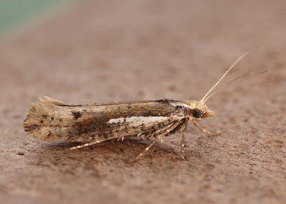 17.010 BF460 Ypsolopha parenthesella