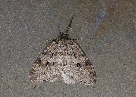 70.107-10 BF1795-98 November Moth agg Epirrita agg