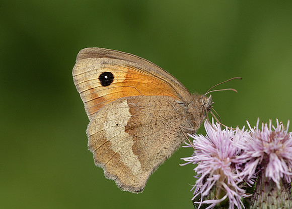 Meadow Brown Maniola jurtina