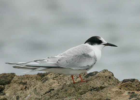 Arctic Tern Sterna paradisaea