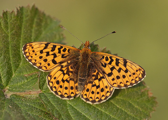 Pearl-Bordered Fritillary Boloria euphrosyne