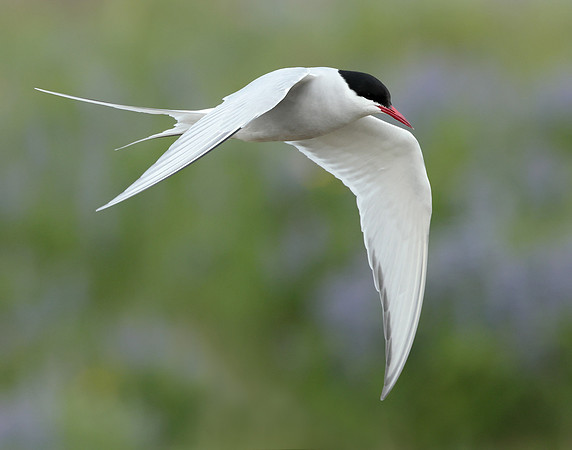 Arctic Tern Sterna paradisaea