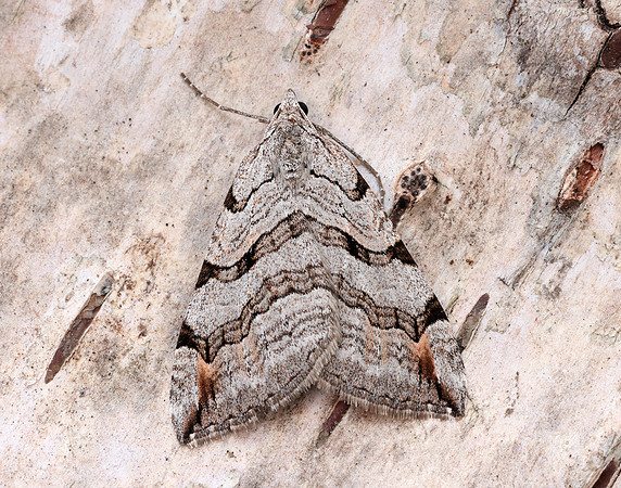 70.192 BF1867 Treble-bar Aplocera plagiata