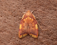 31.001 BF658 Carcina quercana