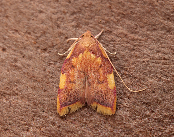 31.001 BF658 Carcina quercana