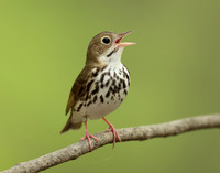Ovenbird Seiurus aurocapilla