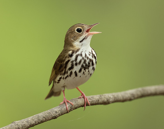 Ovenbird Seiurus aurocapilla