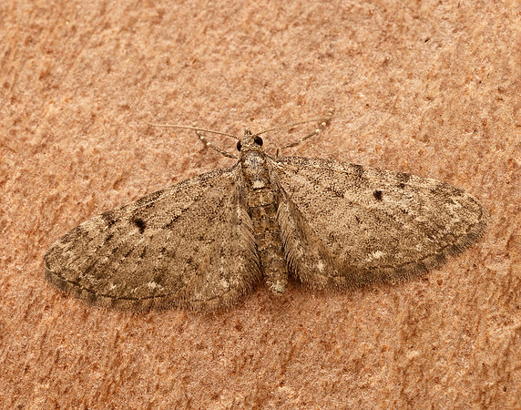 70.161 BF1851 Golden-rod Pug Eupithecia virgaureata