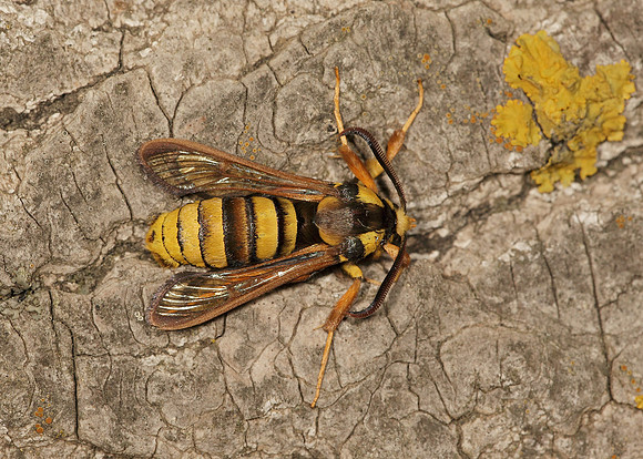52.002 BF0370 Hornet Moth Sesia apiformis