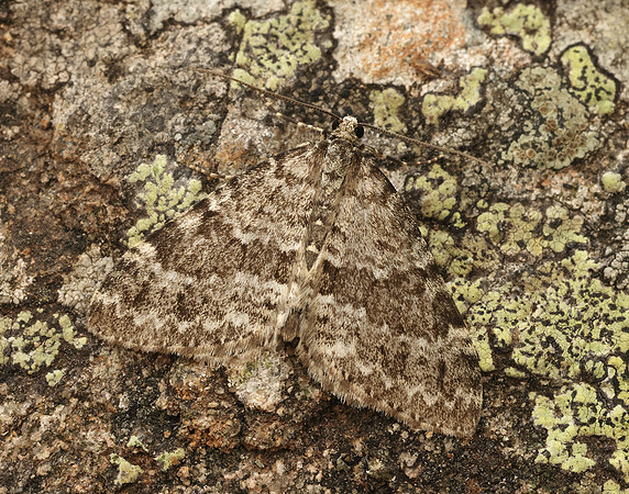70.072 BF1744 Grey Mountain Carpet Entephria caesiata