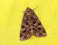 73.276 BF2166 Campion Sideridis rivularis