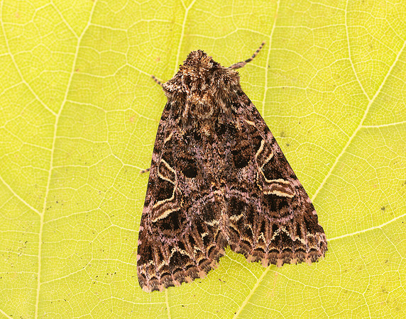 73.276 BF2166 Campion Sideridis rivularis