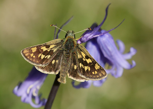 Chequered Skipper Carterocephalus palaemon