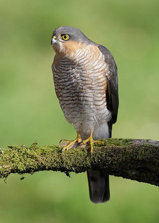Sparrowhawk Accipiter nisus