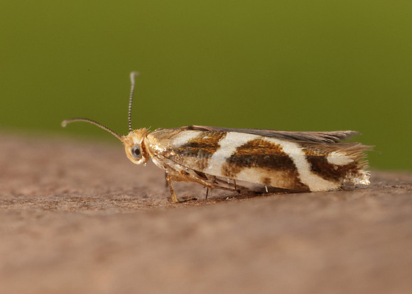 20.012 BF411 Argyresthia goedartella