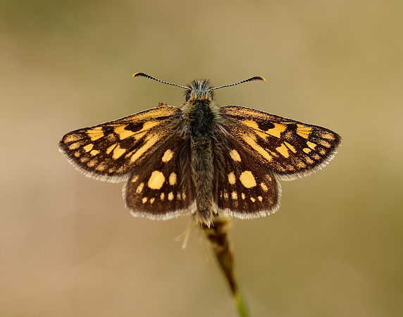 Chequered Skipper Carterocephalus palaemon