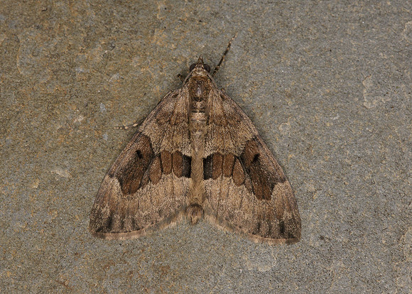 70.081 BF1768 Grey Pine Carpet Thera obeliscata
