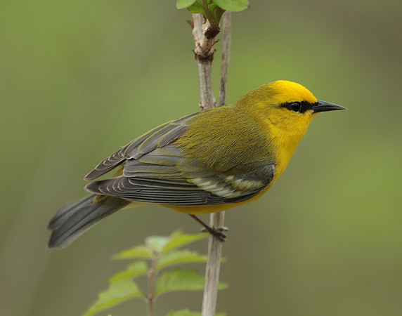 Blue-winged Warbler Vermivora cyanoptera