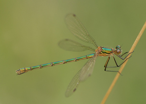 Emerald Damselfly Lestes sponsa