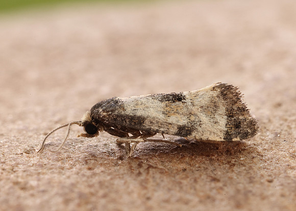 49.137 BF964 Neocochylis dubitana