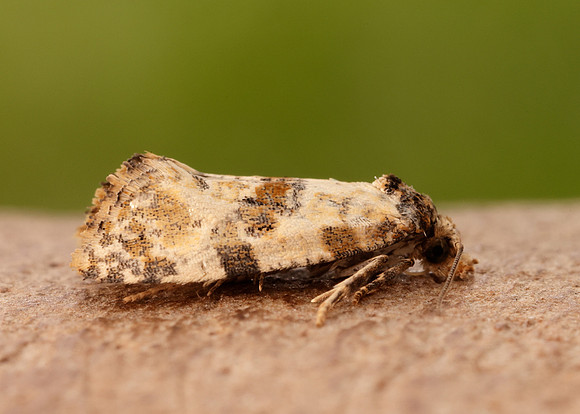 49.138 BF964a Neocochylis molliculana