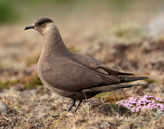 Arctic Skua Stercorarius parasiticus